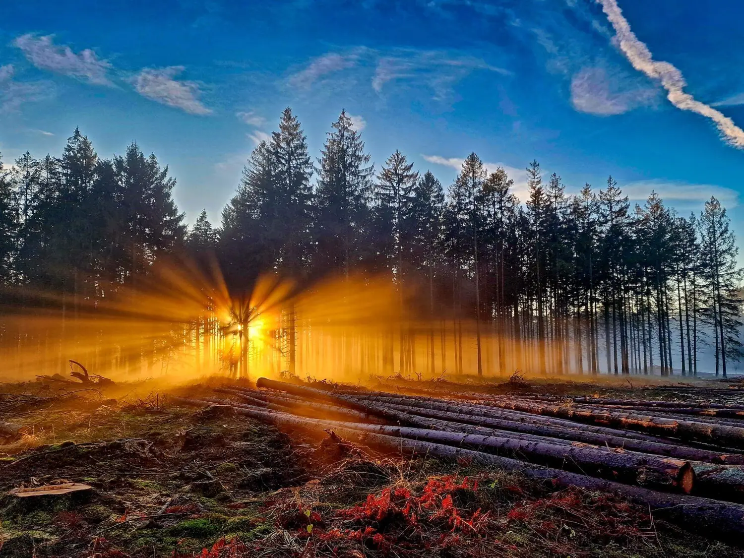 Wald im Morgenlicht – Fotografie von Gerd